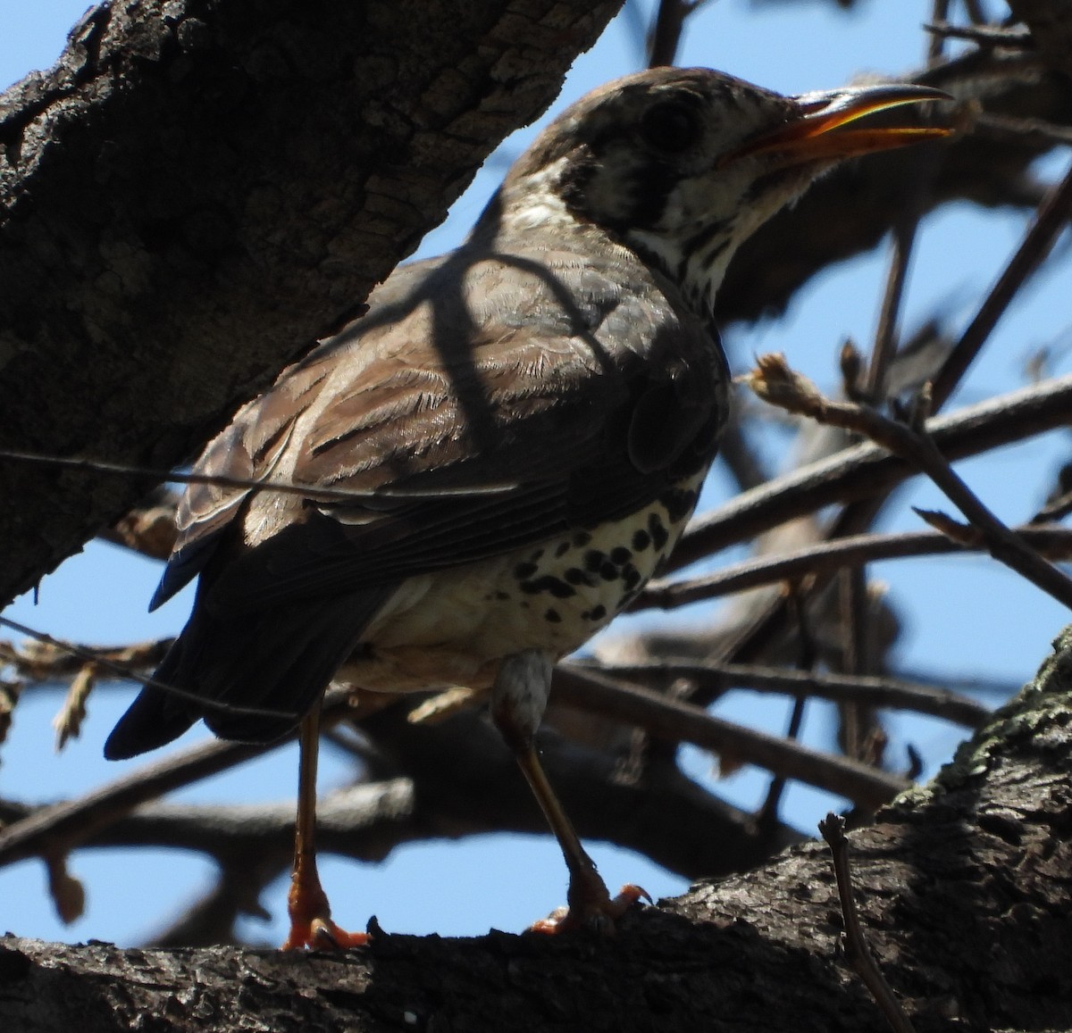 Groundscraper Thrush - ML627845499