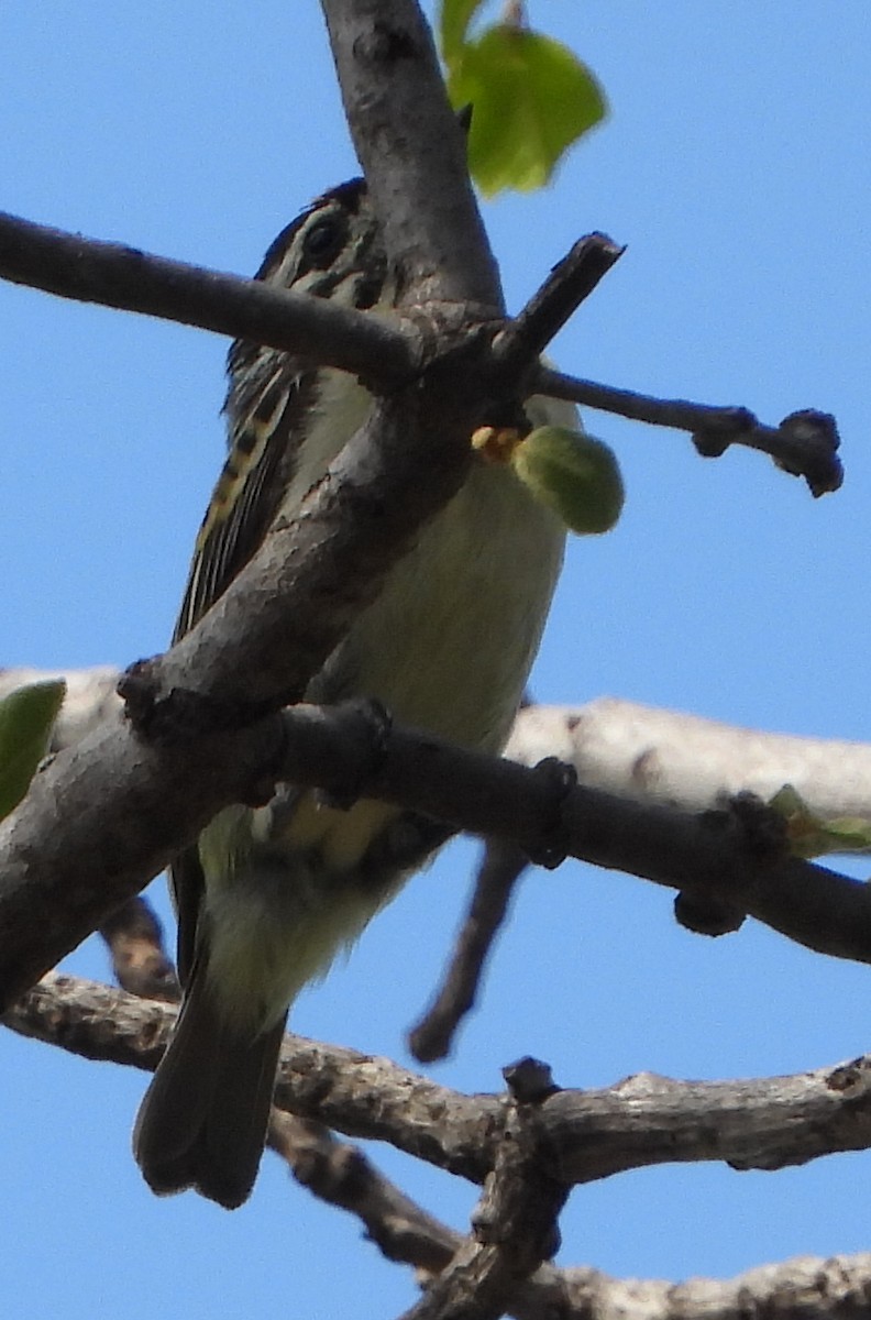 Barbudito Frentigualdo - ML627845539