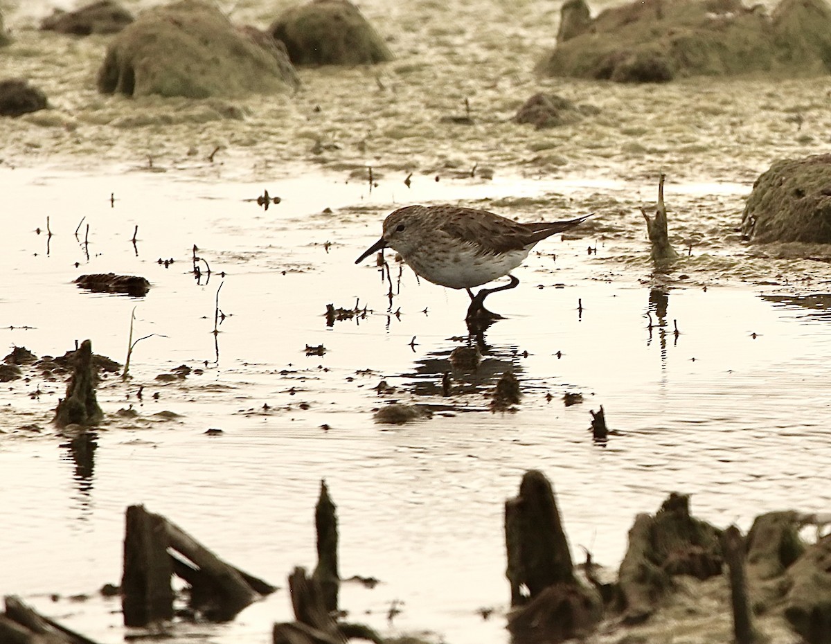 White-rumped Sandpiper - ML627845543