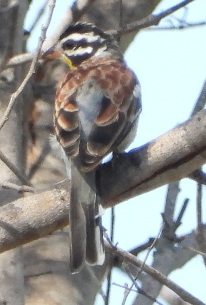 Golden-breasted Bunting - ML627845549