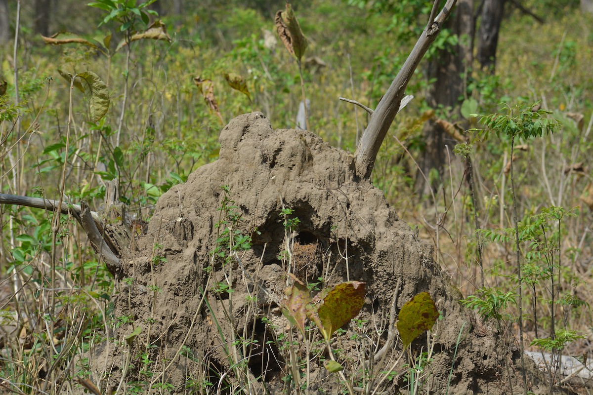 Pied Bushchat - ML627845562