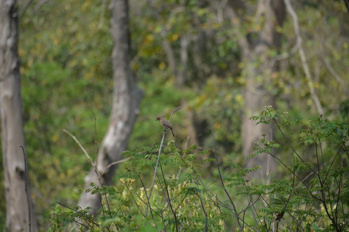 Pied Bushchat - ML627845564