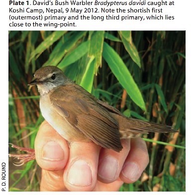 Baikal Bush Warbler - ML627845619