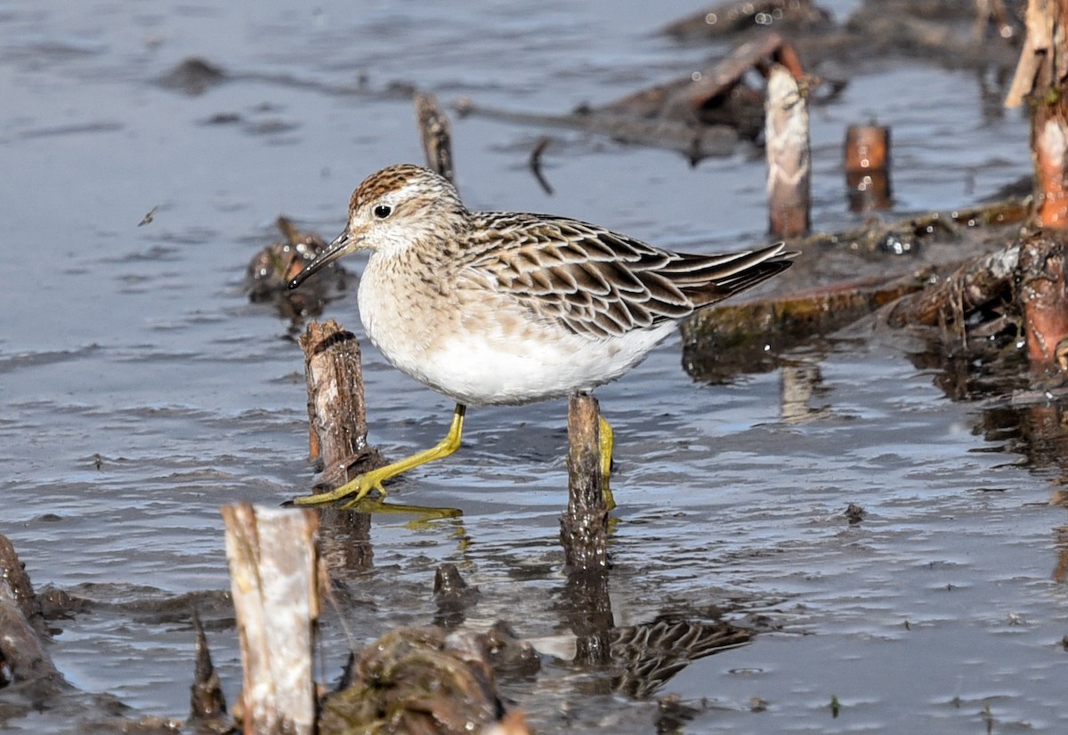 Sharp-tailed Sandpiper - ML627845666