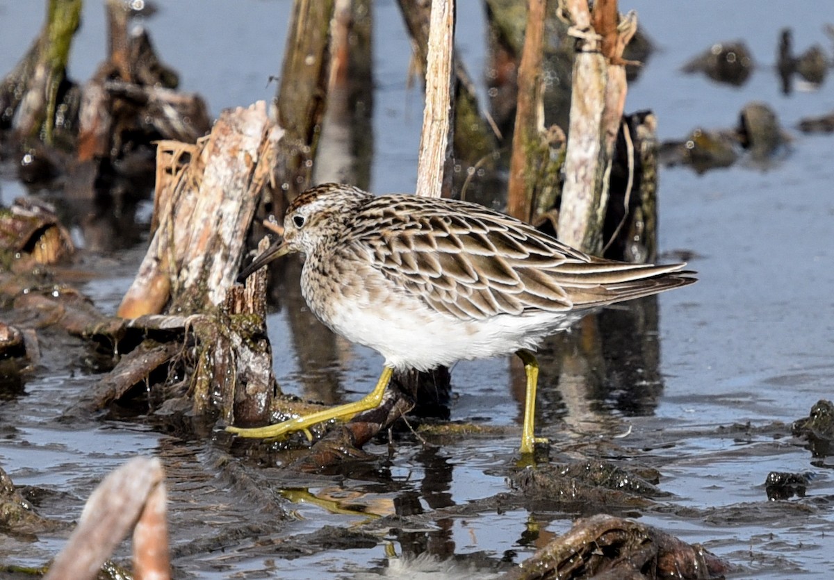 Sharp-tailed Sandpiper - ML627845667