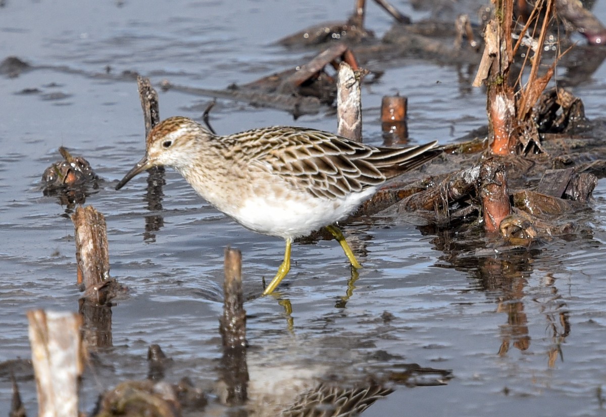 Sharp-tailed Sandpiper - ML627845668