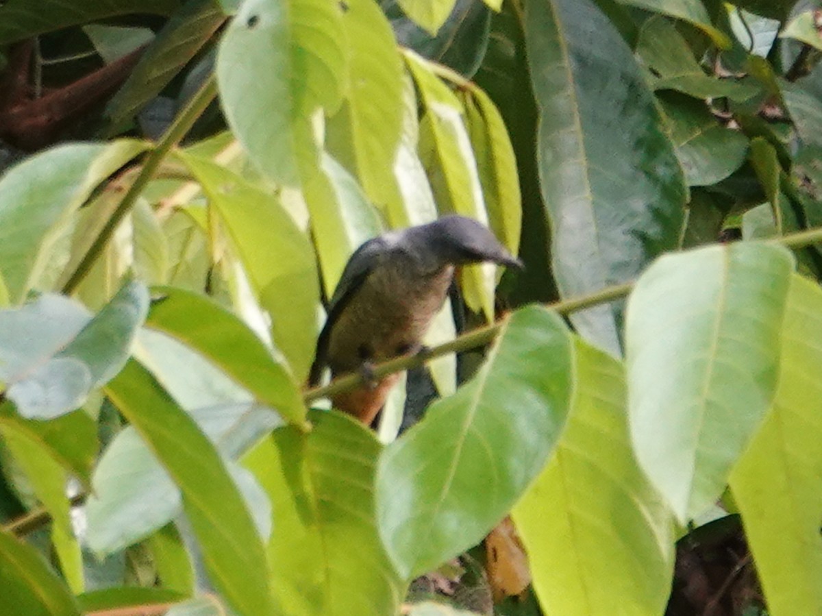 Sulawesi Cicadabird - ML627845676