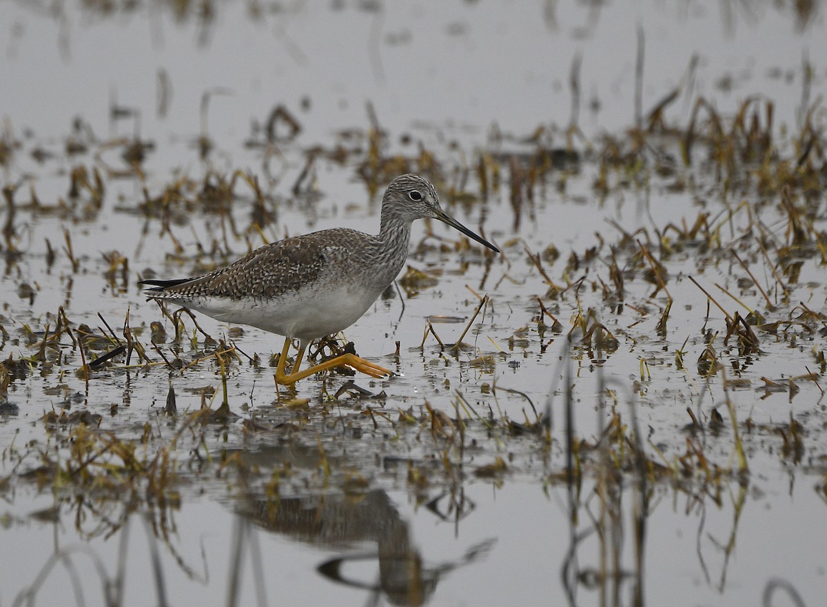 Greater Yellowlegs - ML627845680