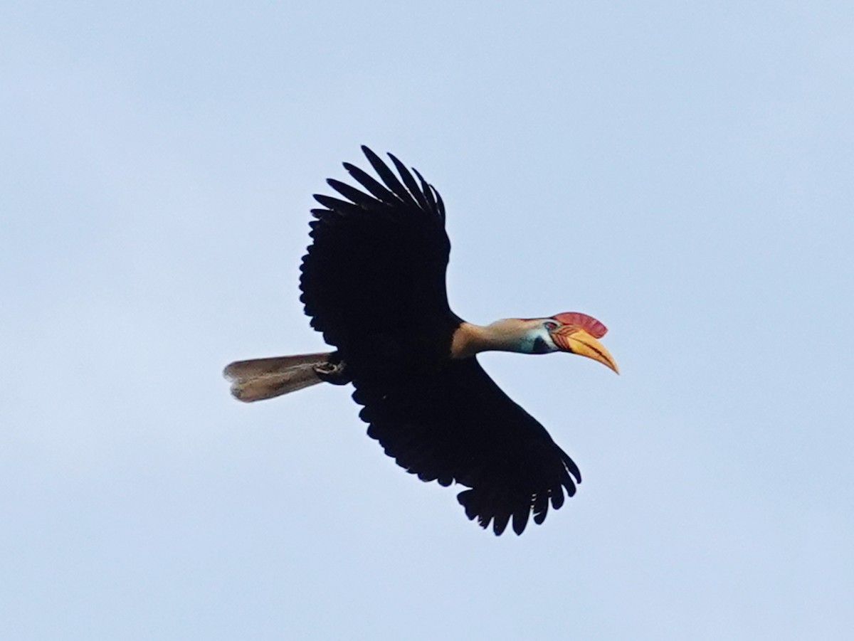 Knobbed Hornbill - ML627845694