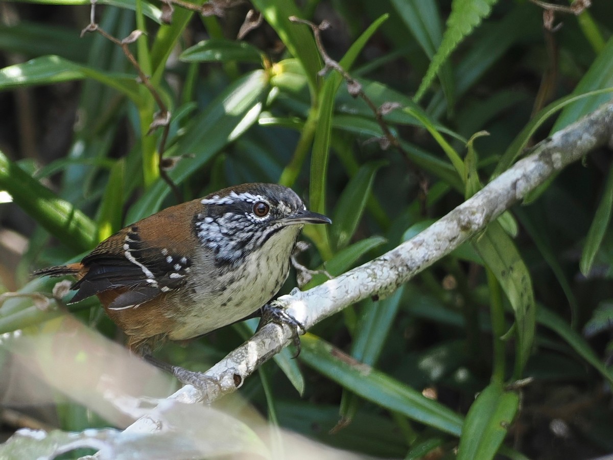 Bar-winged Wood-Wren - ML627845801