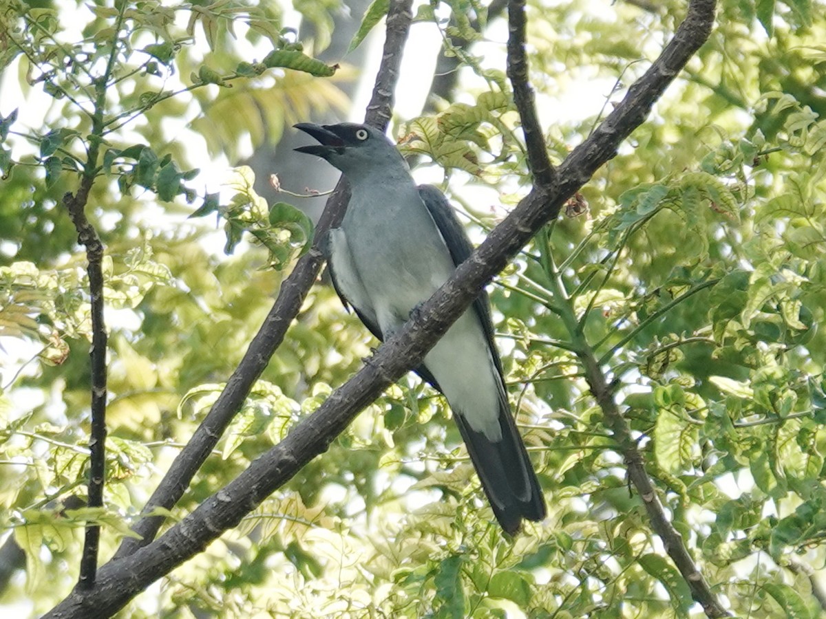 White-rumped Cuckooshrike - ML627845806