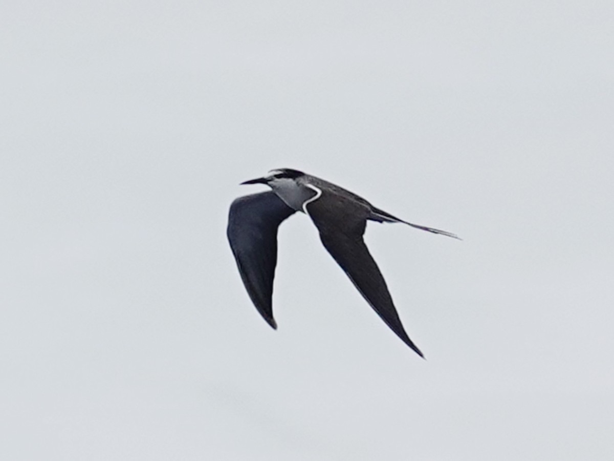 Bridled Tern - ML627845813