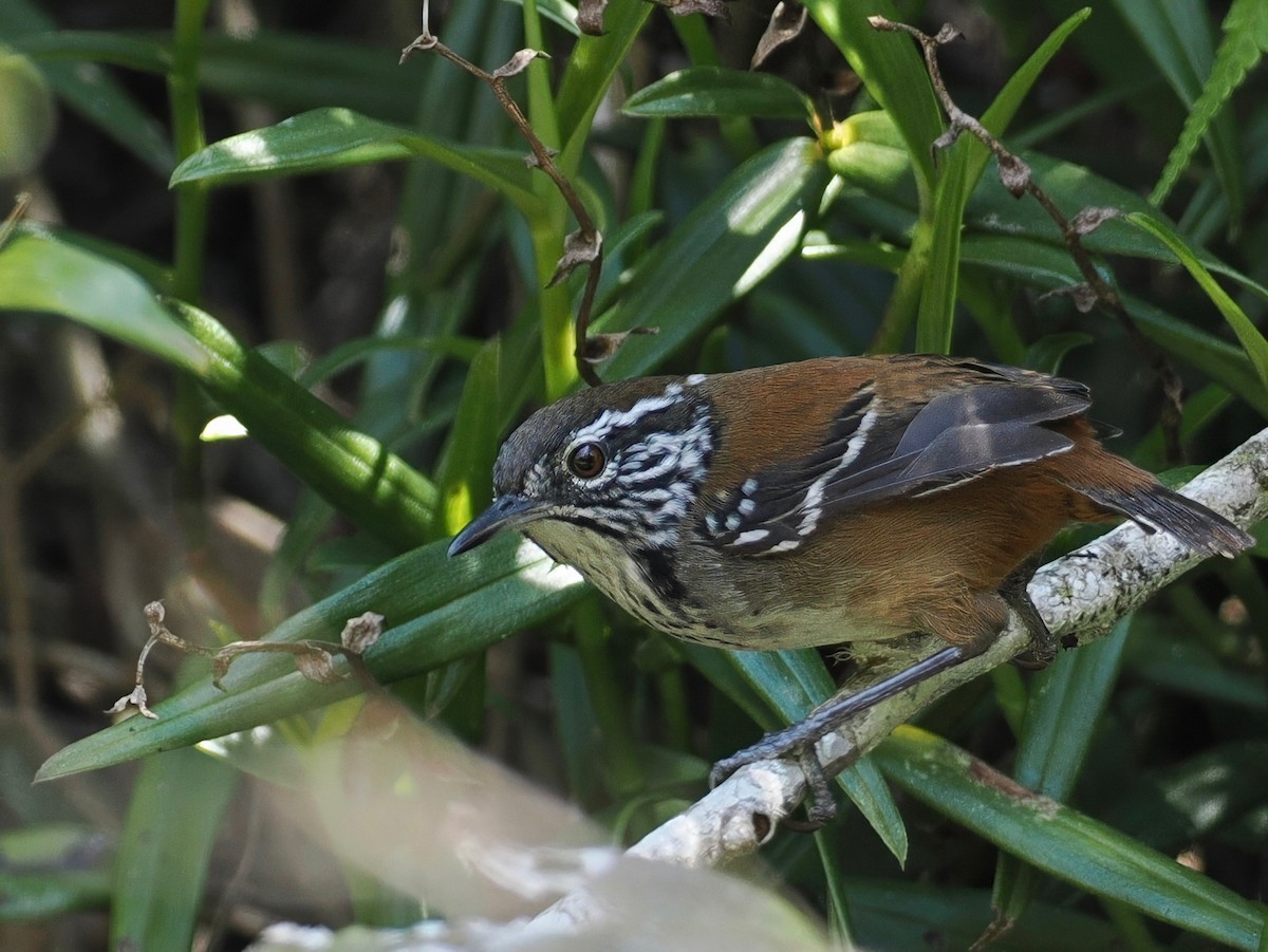 Bar-winged Wood-Wren - ML627845814