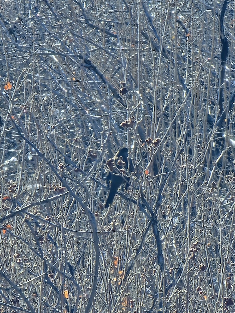 Golden-crowned Sparrow - ML627845841