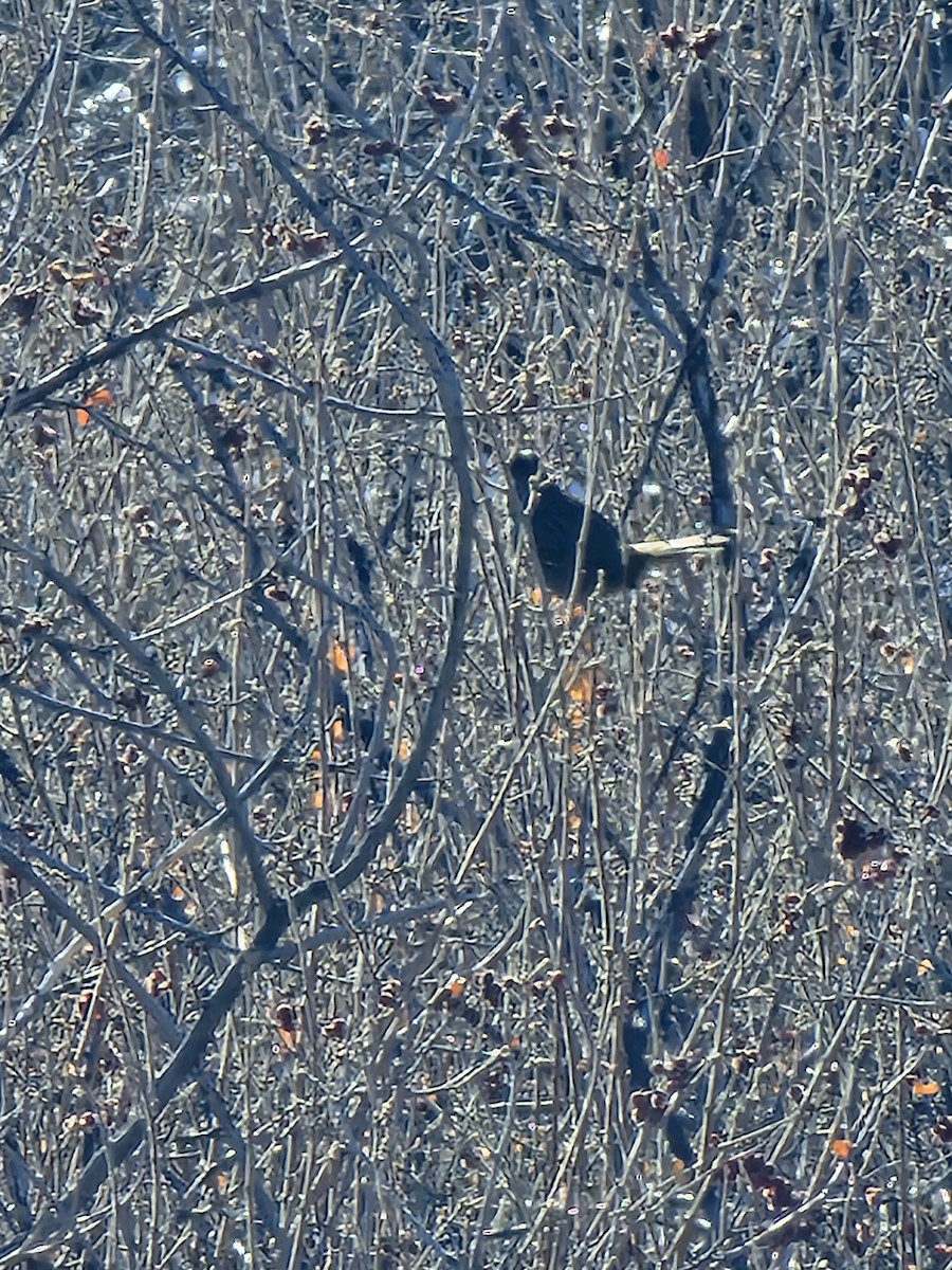 Golden-crowned Sparrow - ML627845842