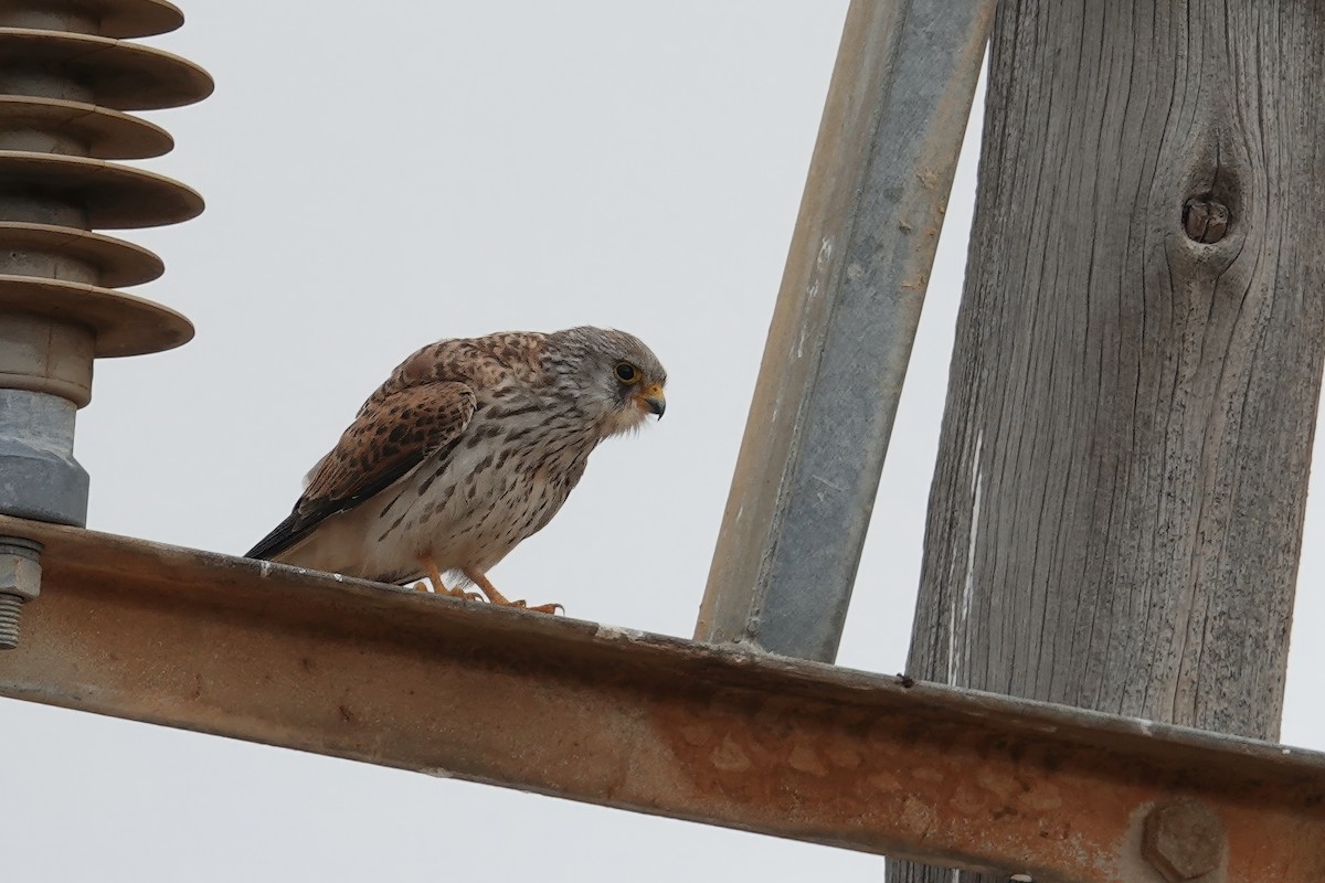 Lesser Kestrel - ML627845935