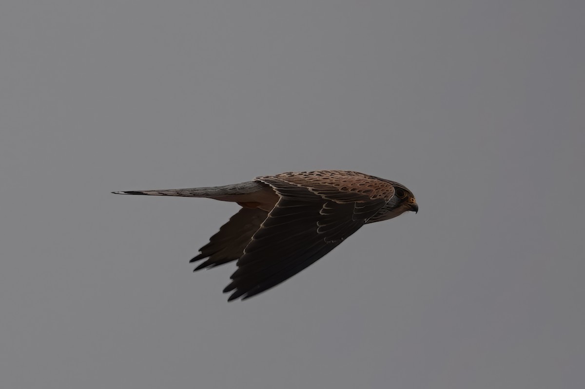 Lesser Kestrel - ML627845936