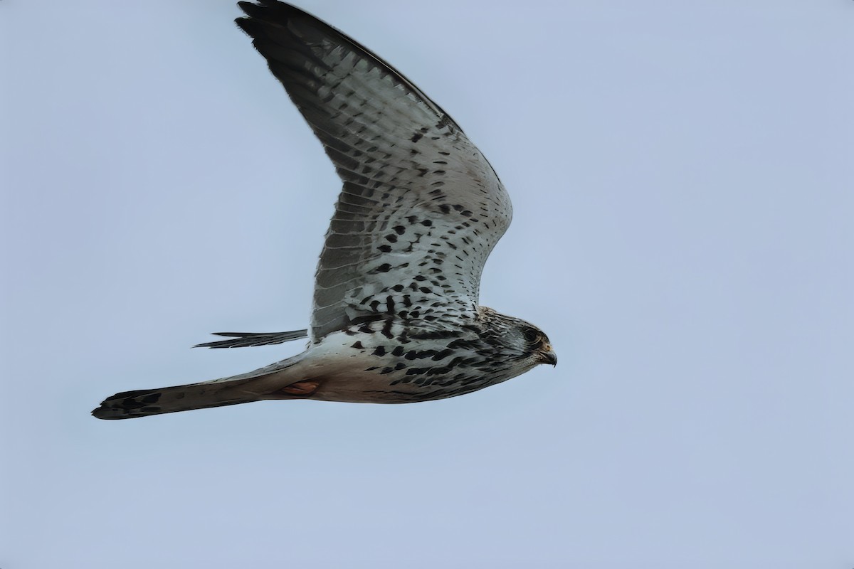 Lesser Kestrel - ML627845937