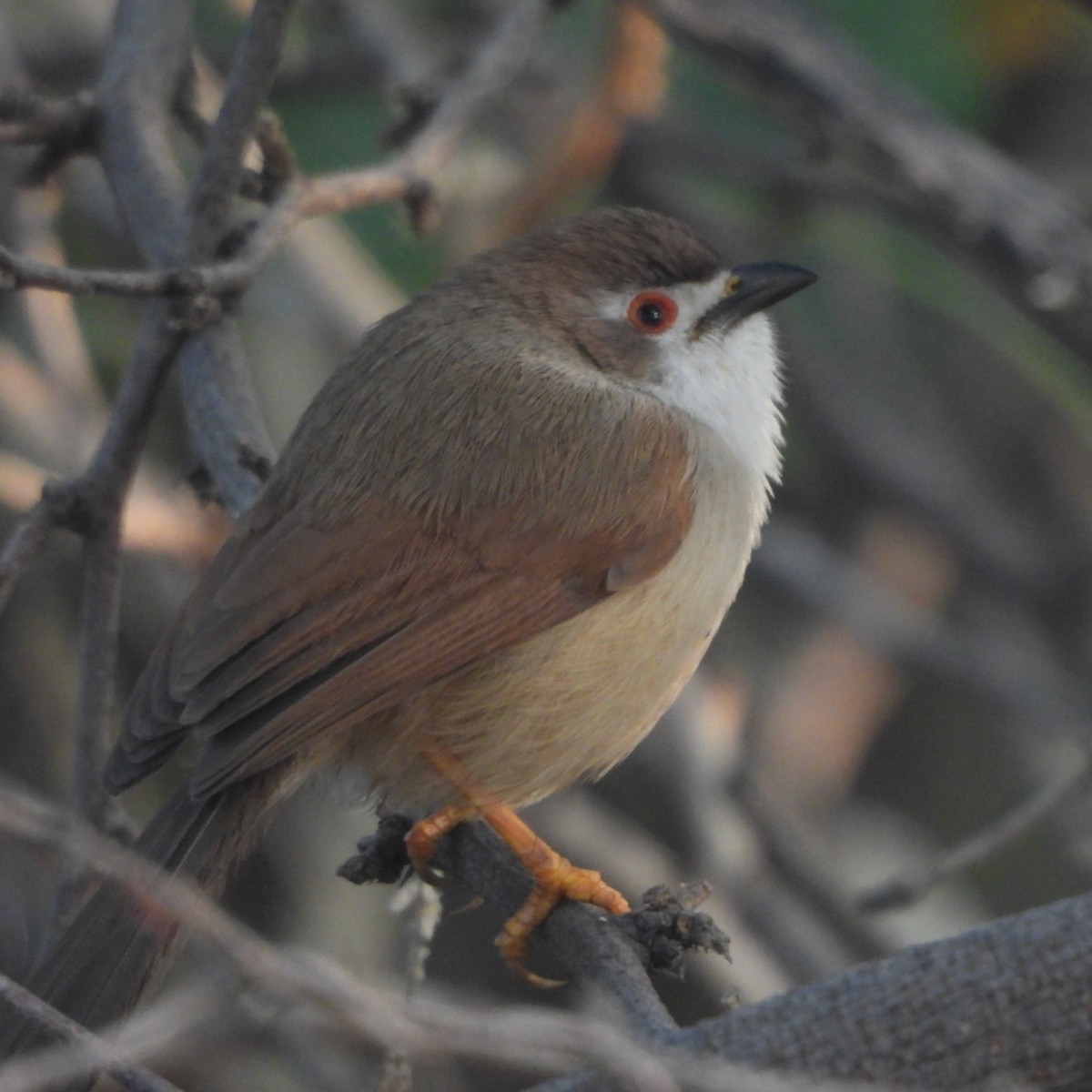 Yellow-eyed Babbler - ML627846217