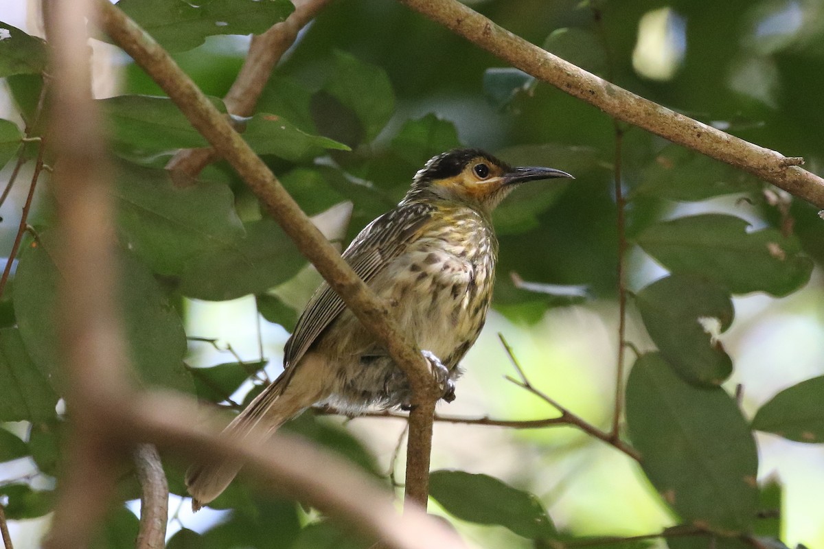 Macleay's Honeyeater - ML627846225