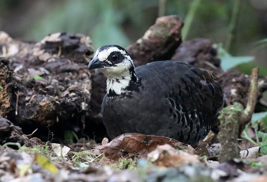 Gray-breasted Partridge - ML627846305