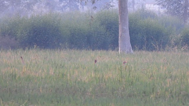 Sarus Crane - ML627846320