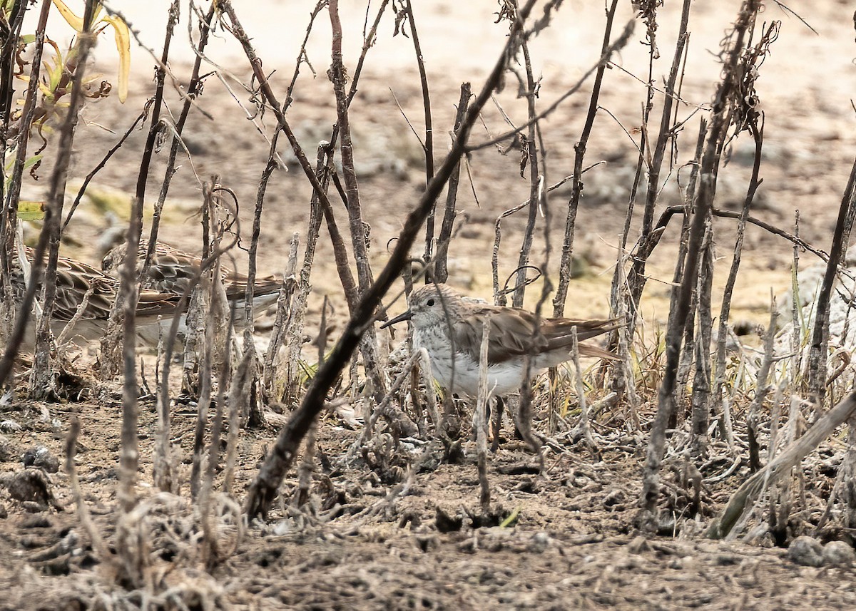 White-rumped Sandpiper - ML627846339