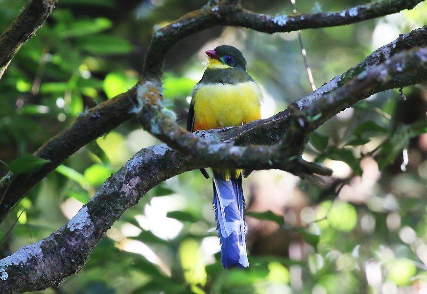 Javan Trogon - ML627846344