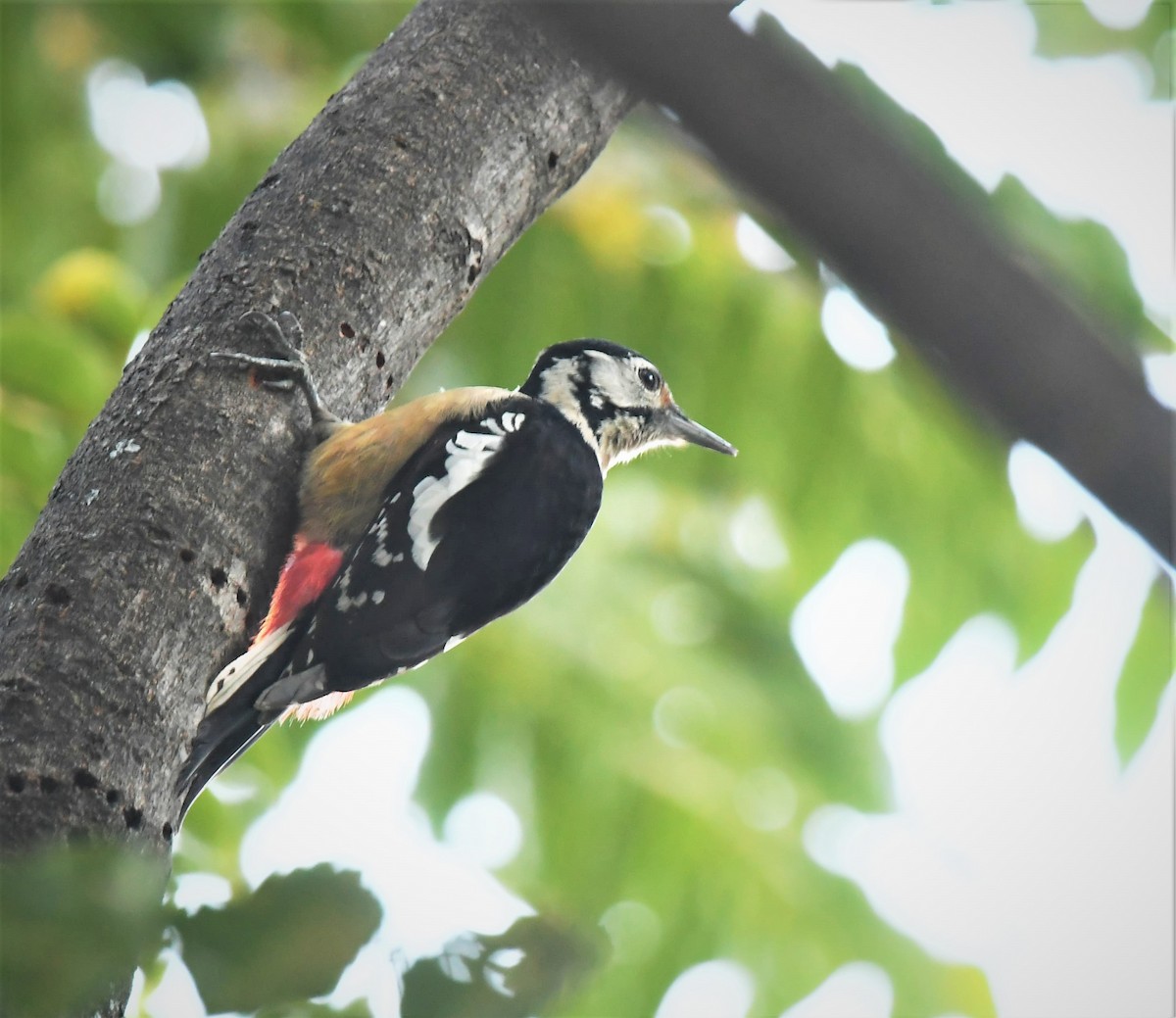 Himalayan Woodpecker - ML627846362