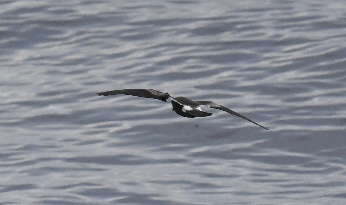 Leach's Storm-Petrel - ML627846384