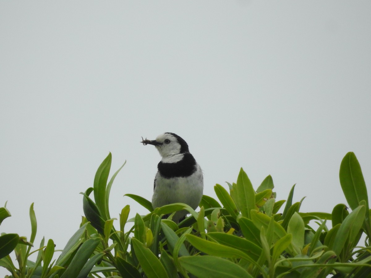 White-fronted Chat - ML627846398