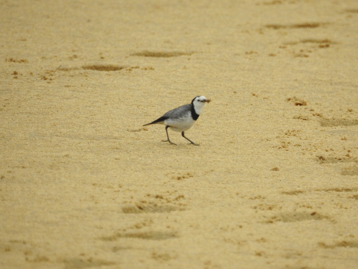 White-fronted Chat - ML627846407