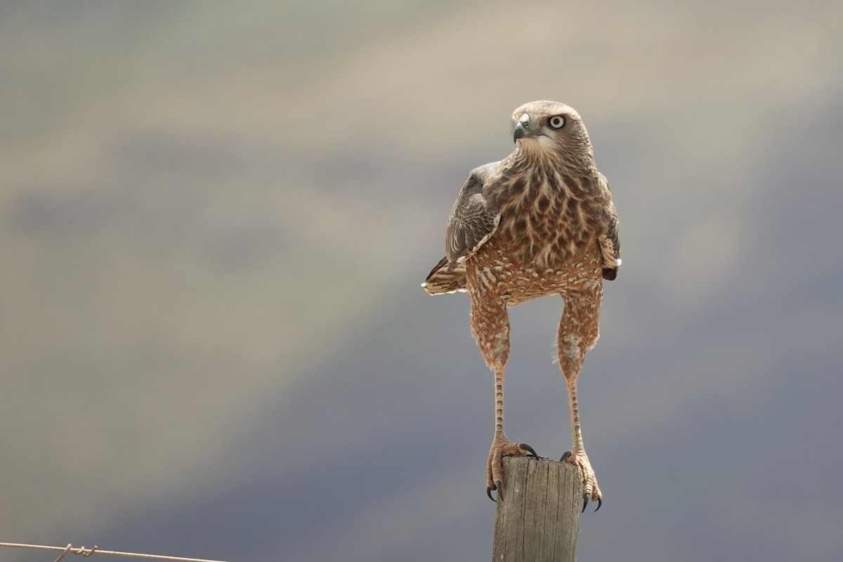 Pale Chanting-Goshawk - ML627846432