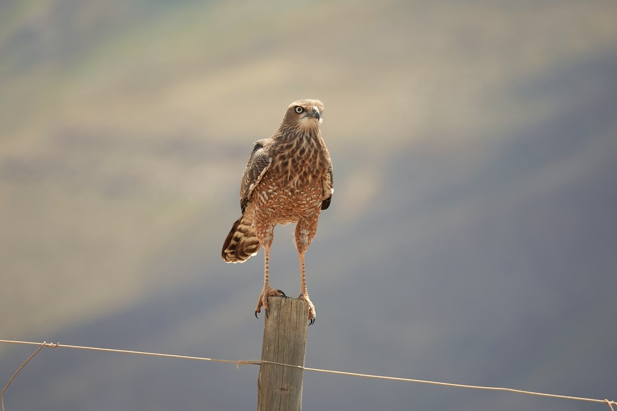 Pale Chanting-Goshawk - ML627846433