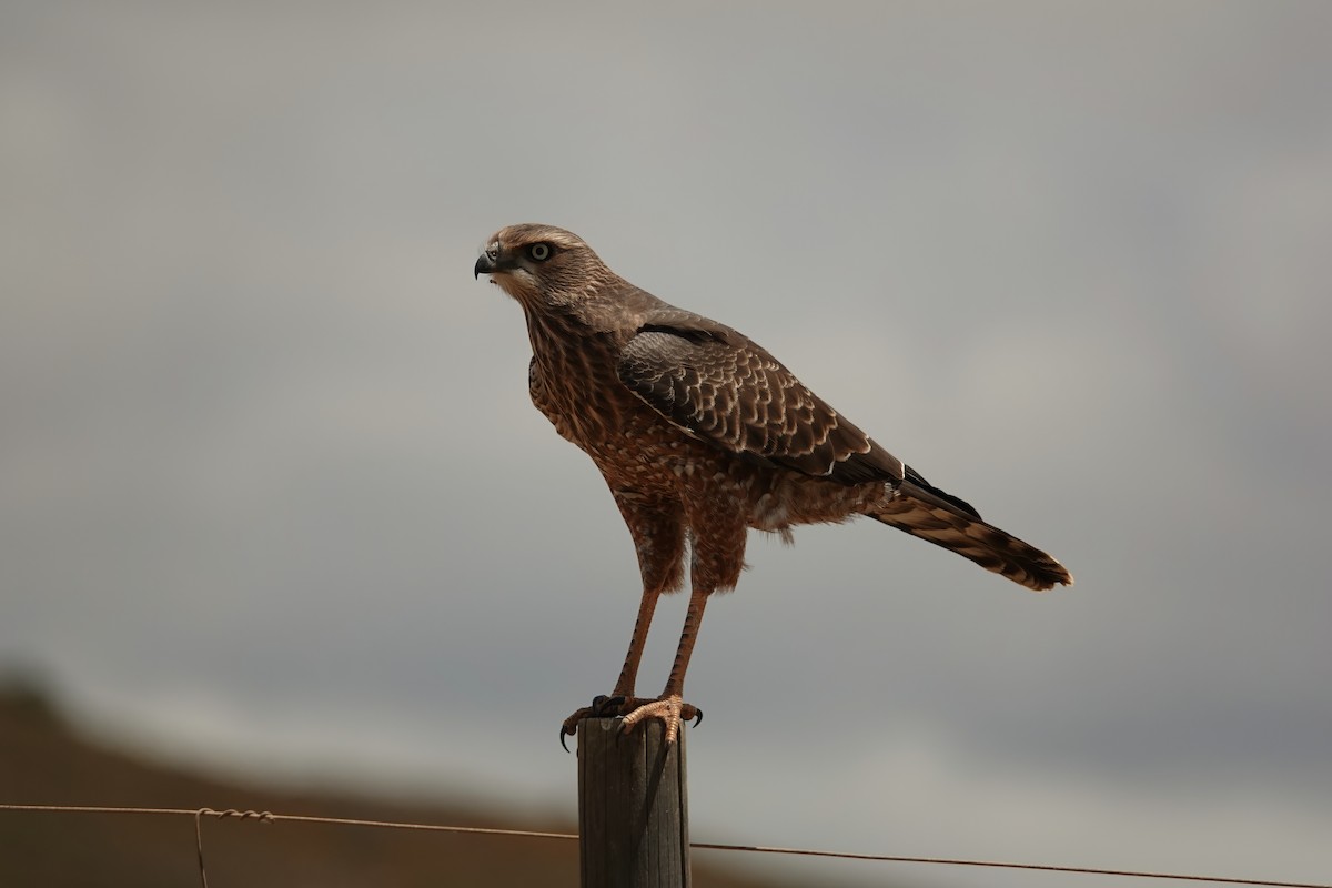 Pale Chanting-Goshawk - ML627846434