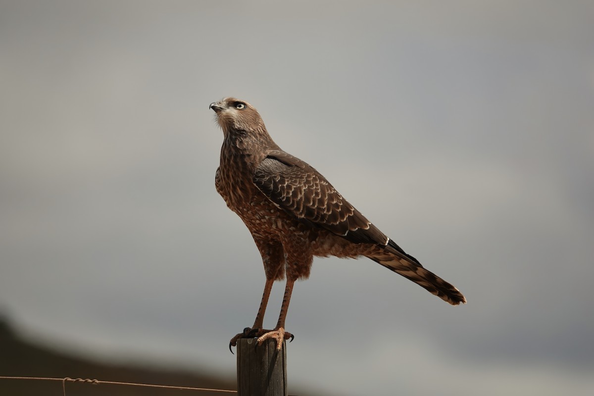 Pale Chanting-Goshawk - ML627846435