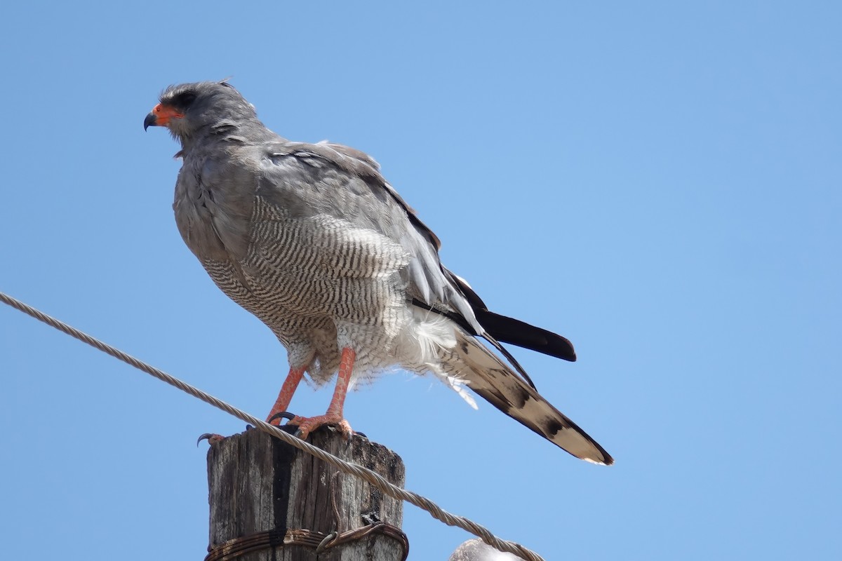 Pale Chanting-Goshawk - ML627846436