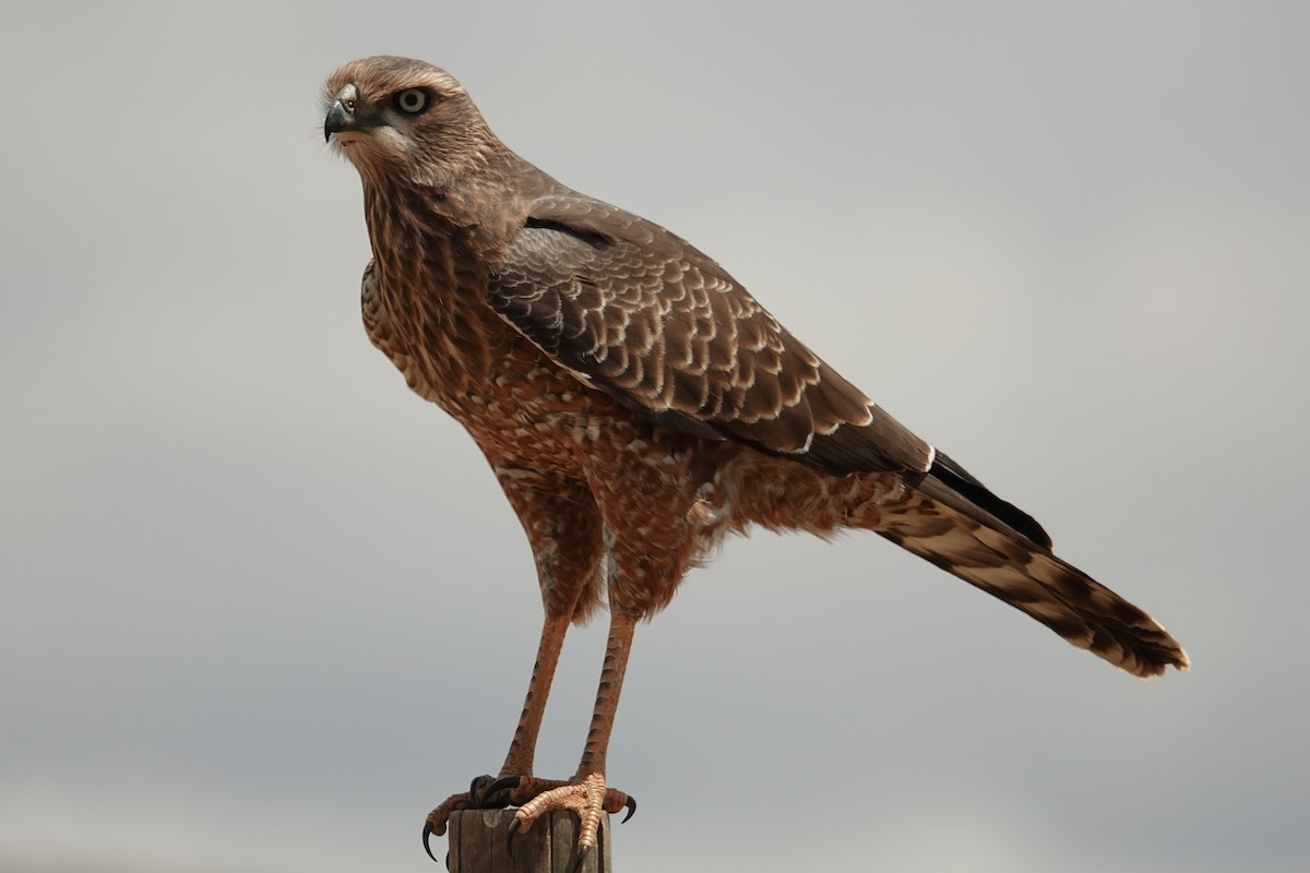 Pale Chanting-Goshawk - ML627846437