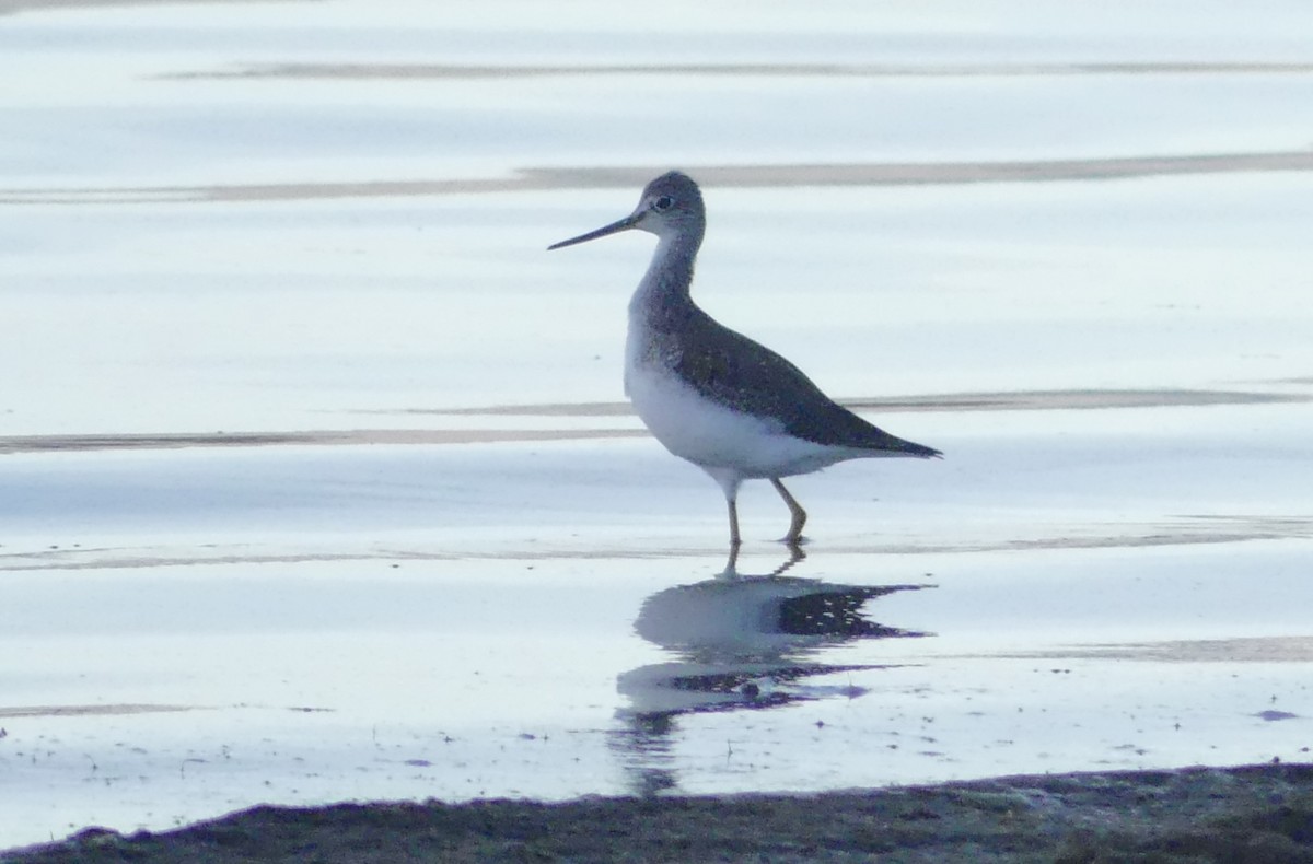 Greater Yellowlegs - ML627846568