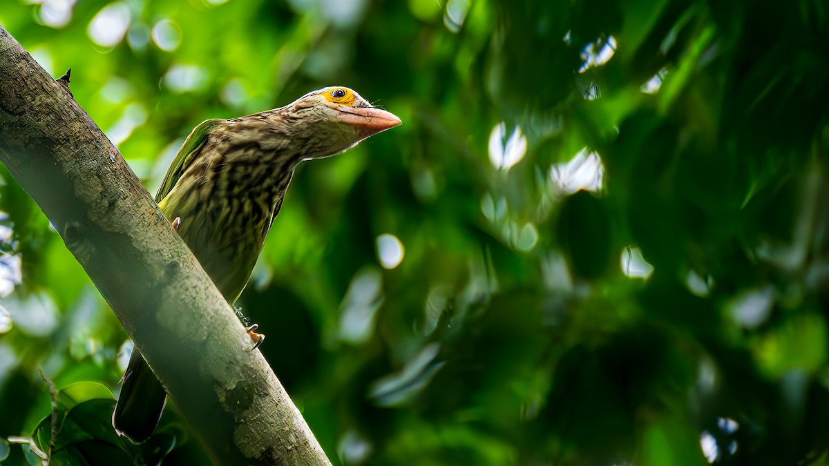 Lineated Barbet - ML627846627