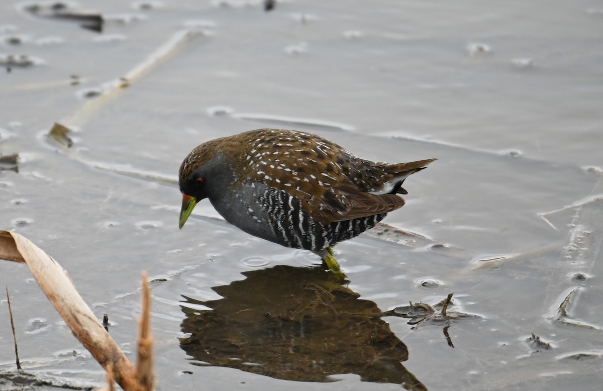 Australian Crake - ML627846679