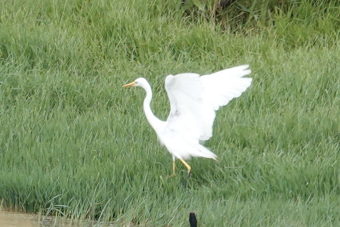 Yellow-billed Egret - ML627846683