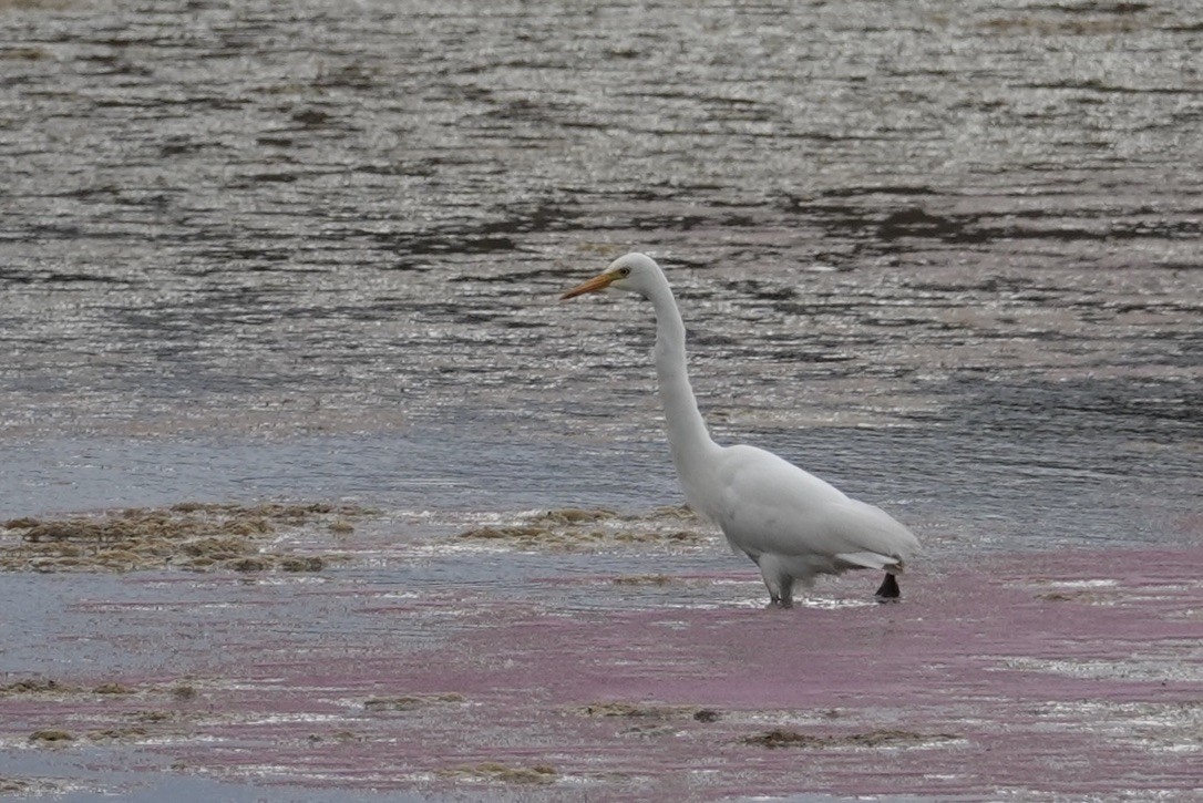 Yellow-billed Egret - ML627846684