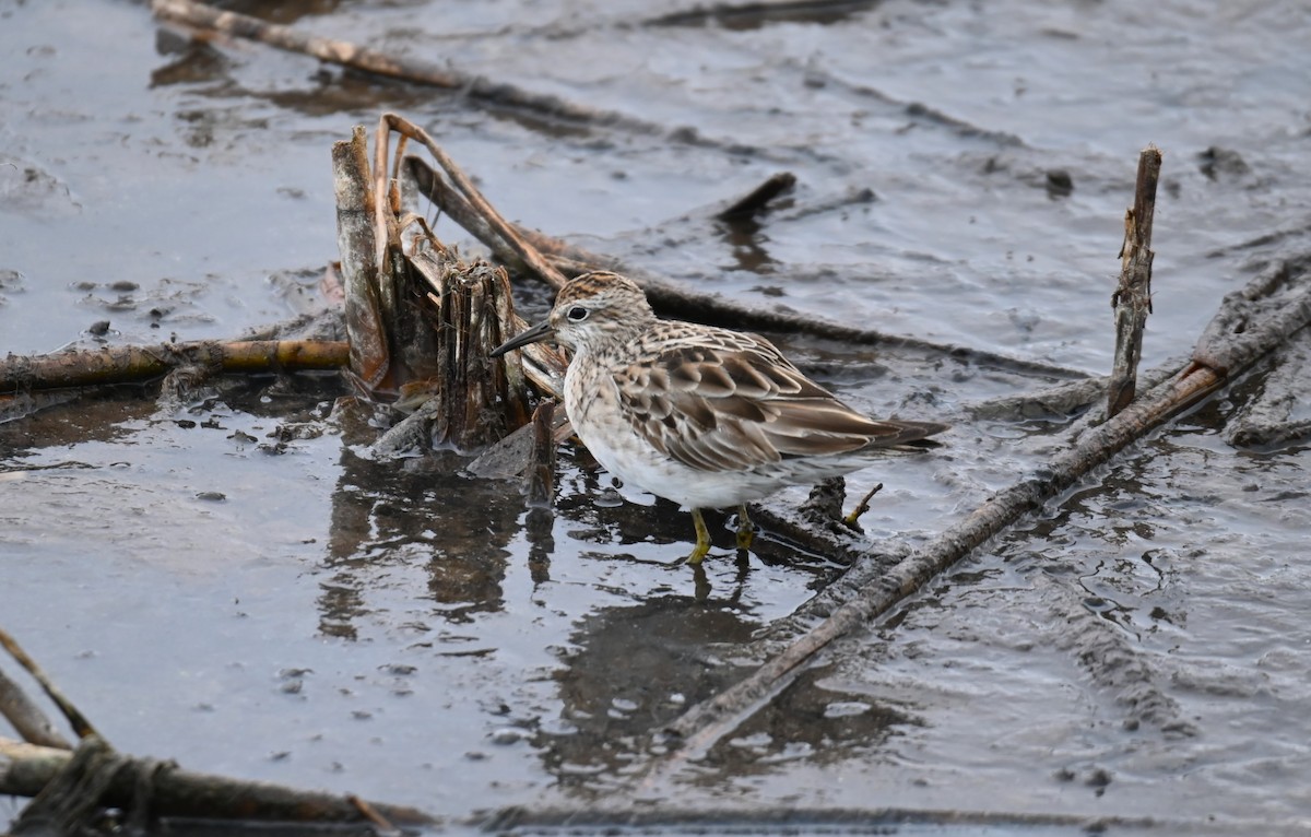 Sharp-tailed Sandpiper - ML627846687