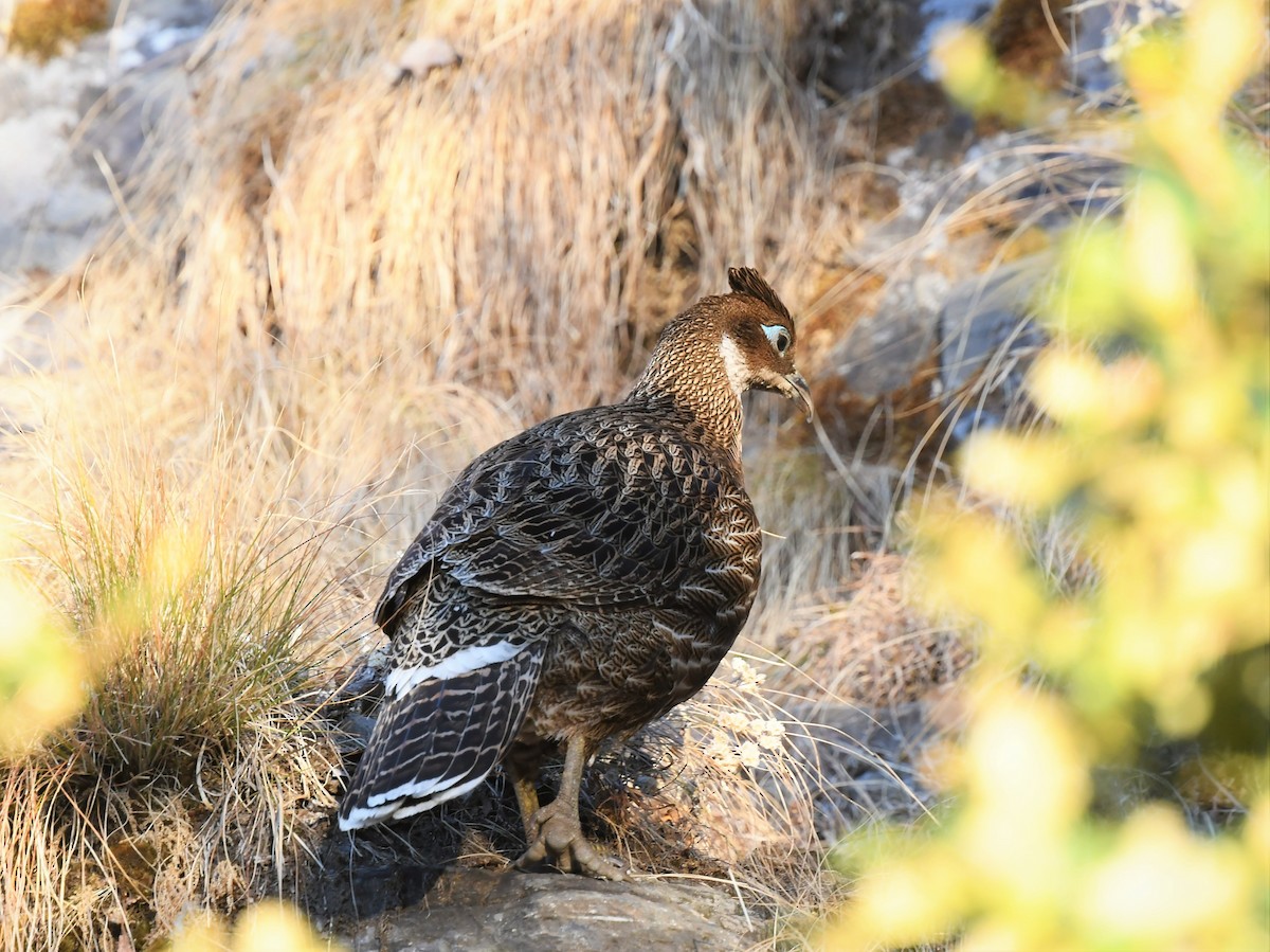 Himalayan Monal - ML627846695