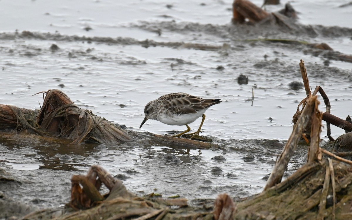 Long-toed Stint - ML627846696