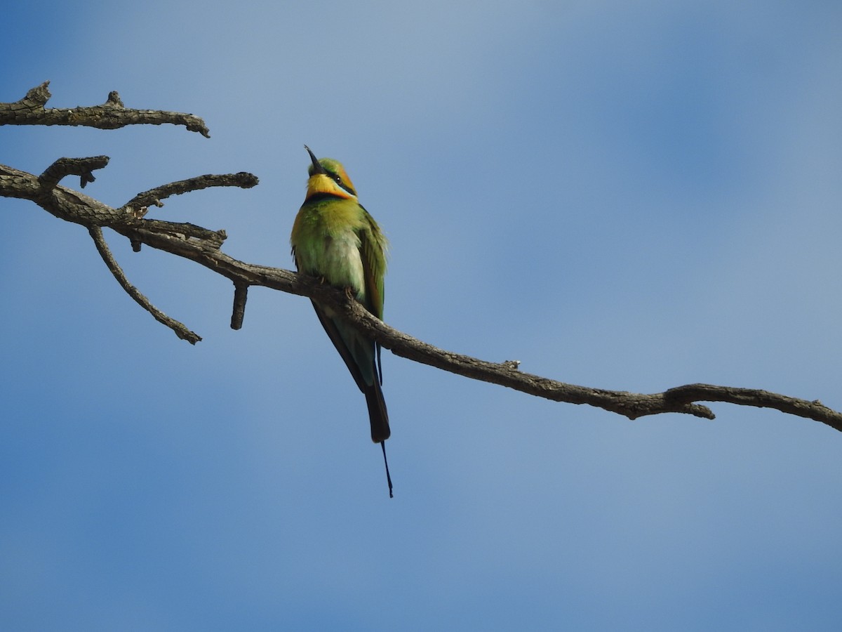 Rainbow Bee-eater - ML627846698