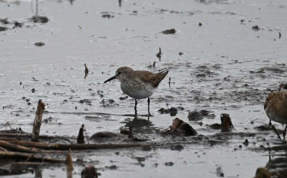 White-rumped Sandpiper - ML627846700