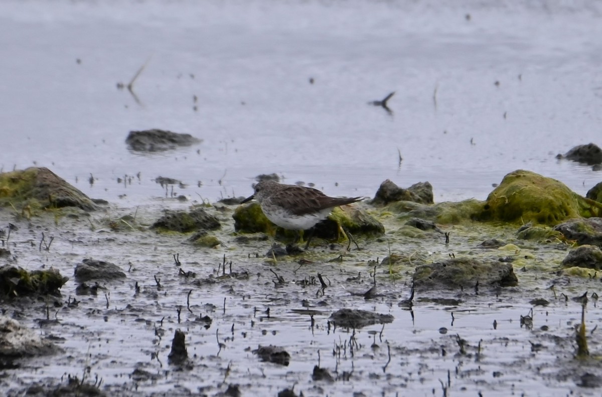 White-rumped Sandpiper - ML627846701