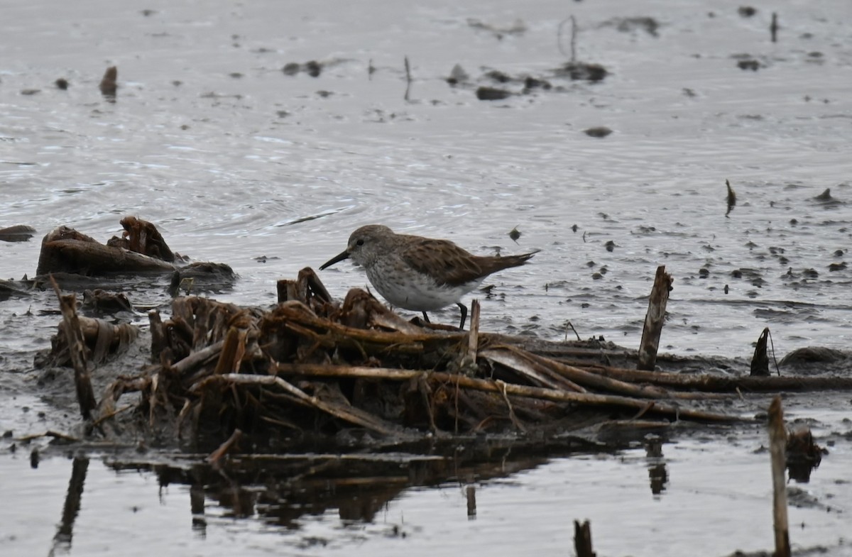 White-rumped Sandpiper - ML627846702